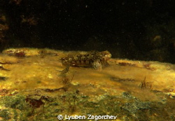 A cute fish. by Lyuben Zagorchev 